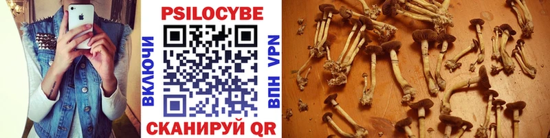 купить  цена  Мурманск  Псилоцибиновые грибы Psilocybine cubensis 